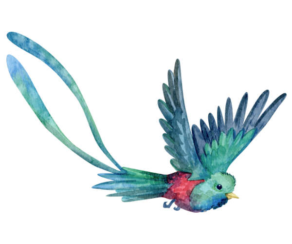 bird